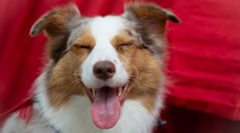 Here For Pets | Dog with eyes closed and tongue out against a red background